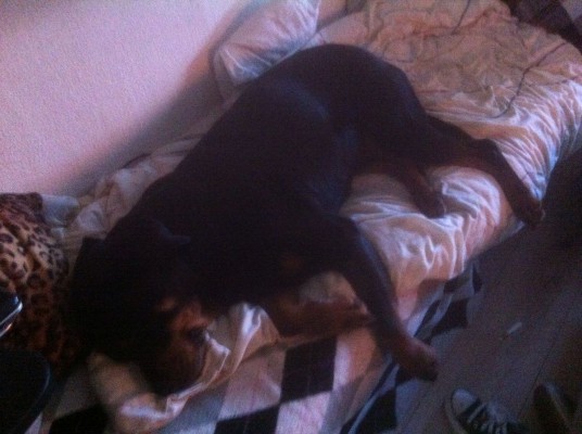 Inbeslaggenomen Rottweiler Bink weer thuis