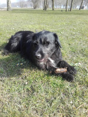 Poppy (nu Romy) geadopteerd